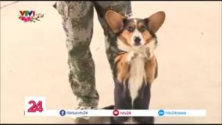 Truyền hình VTV24 tìm hiểu về nghề huấn luyện chó tại Trung tâm PDS