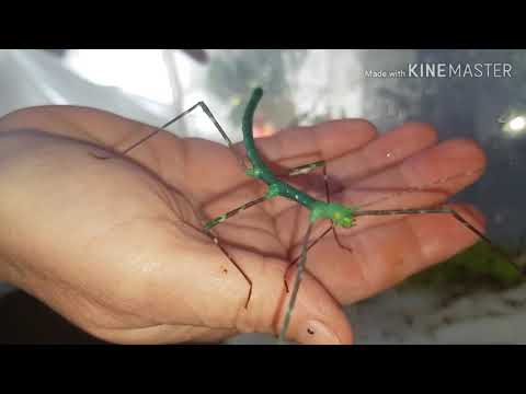 Bramble collecting and fun and games with the stick insects