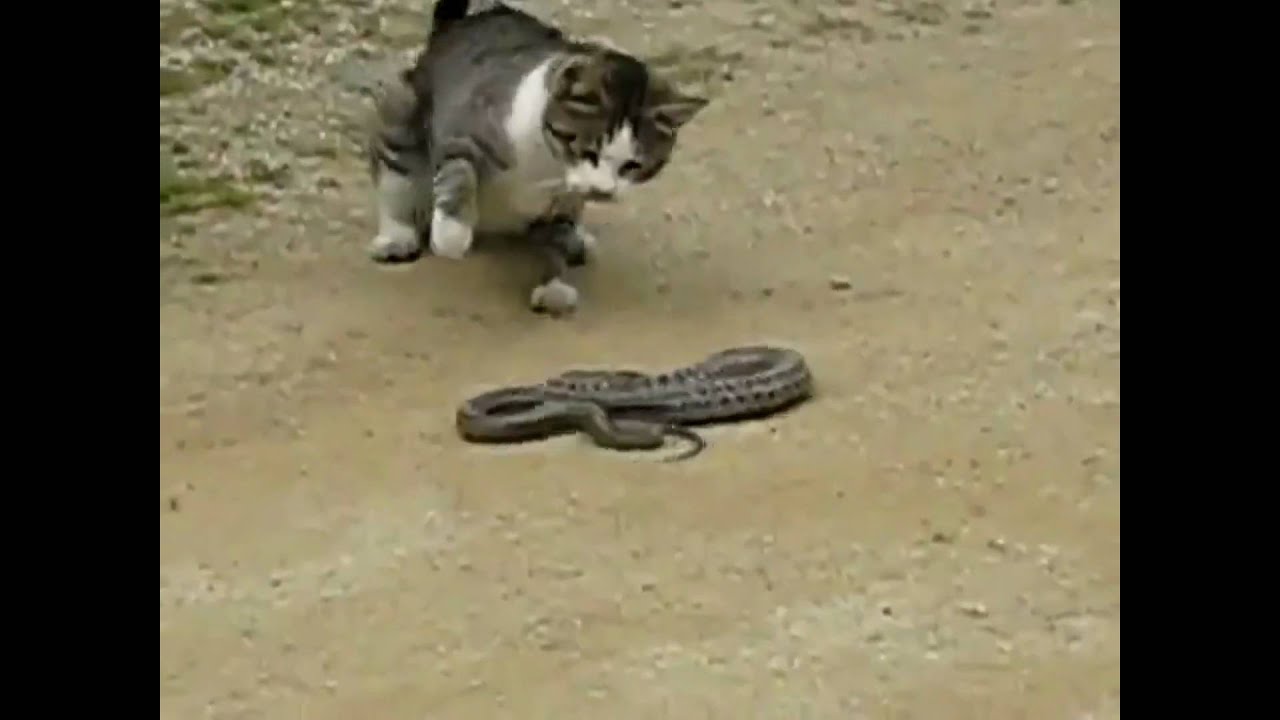 как кошка ловит змею видео как кошка ловит змею видео