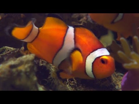 Nemo is a HERMAPHRODITE! - Smarter Every Day 115