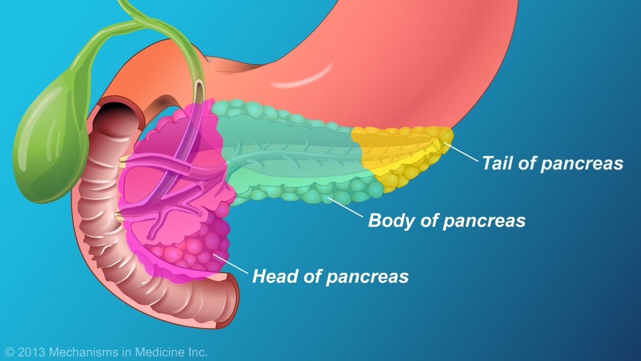 The Role and Anatomy of the Pancreas - YouTube