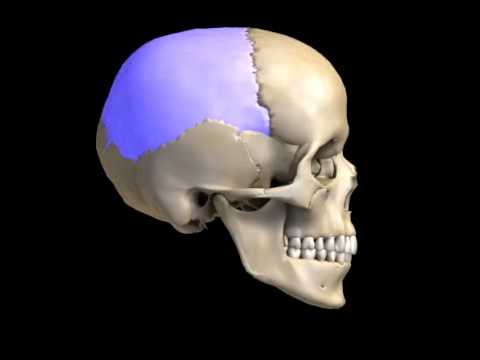 skull bones - YouTube