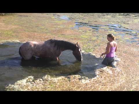 Leo June 12- Playing in pond- Mustang Million Horse