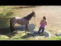 Leo June 12- Playing in pond- Mustang Million Horse