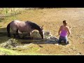 Leo June 12- Playing in pond- Mustang Million Horse