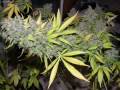 Jack Herer Is In My Fridge by jjmcgyver