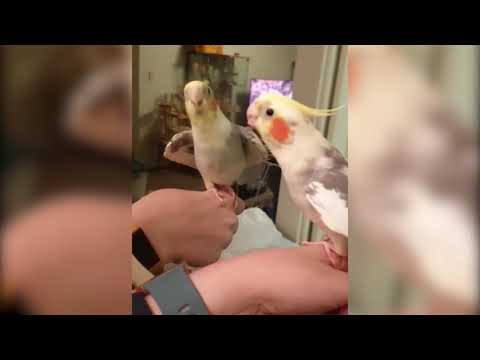 Try Not To Laugh While Watching These Funny Birds Being Jerks and Cute