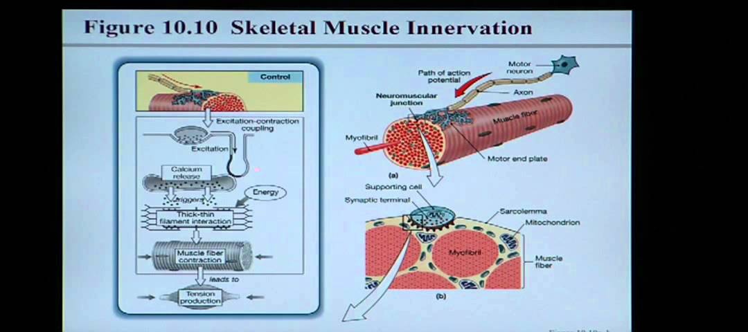 Anatomy and Physiology Help: Chapter 10 Muscle Tissue - YouTube