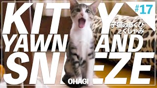 子猫のあくびとクシャミ - Kitten Yawn and Sneeze -