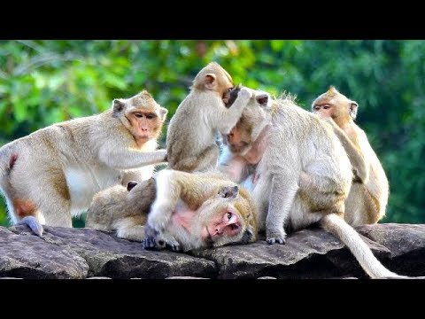 This is Amari Troop Meting !! The Most Happiest & Funny With Grooming and Playful.