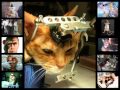 stop vivisection 2