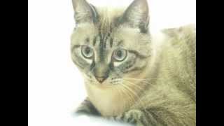 ジャンくんと10ヶ月 息子へ 元野良猫の保護里親記録 Yuan stray cat Jean