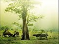 Que Huong . Giang Nam . Vu Kim Dung.wmv