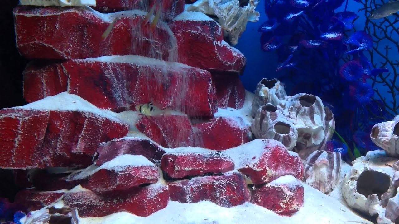Аквариум с водопадом: как сделать 69 Аквариум с водопадом: как сделать 72