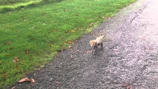 Fota Cheetah Cub