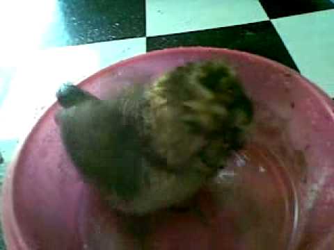 Ngintip mandi - YouTube
