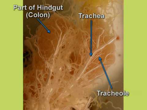 Cockroach dissection - Respiratory system - YouTube