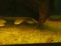les poissons de laurents