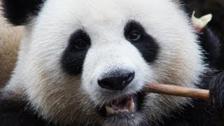 Giant panda close-up eating