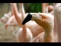 Flamingos Flamingos