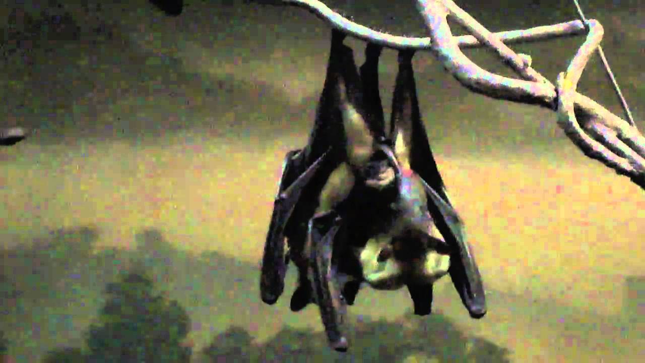 Bat mating behavior YouTube