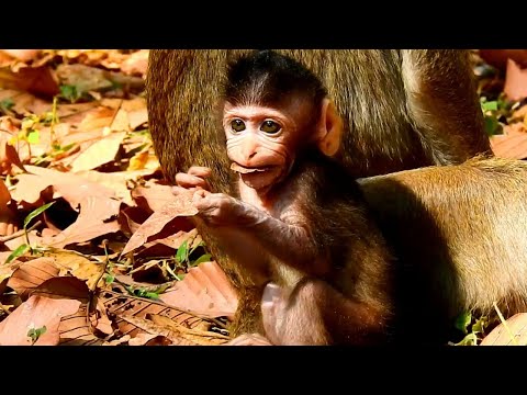 Funny Attitude Of Baby Learns To Test Food But Many Times Test Is Tree Leafs