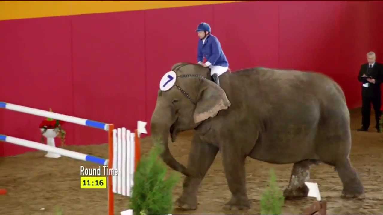 Elephant showjumping Carlton Beer 2013] YouTube