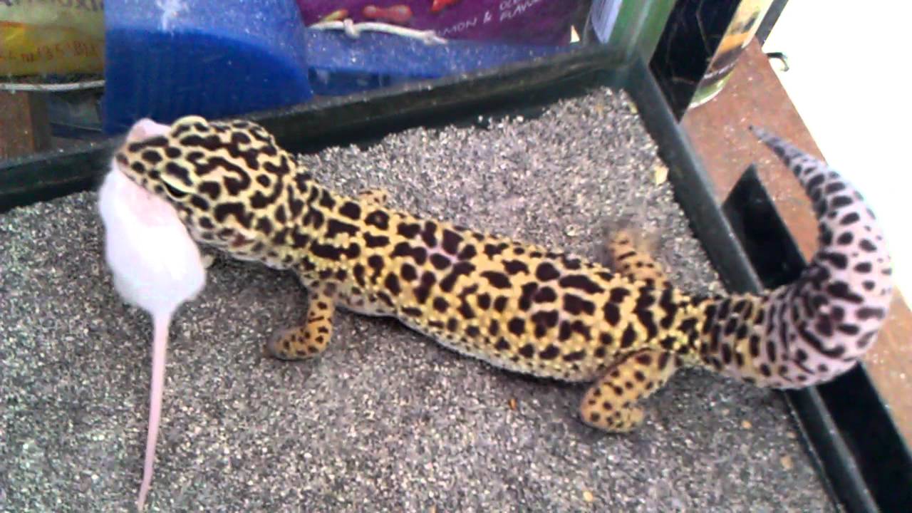 Leopard Gecko eating YouTube