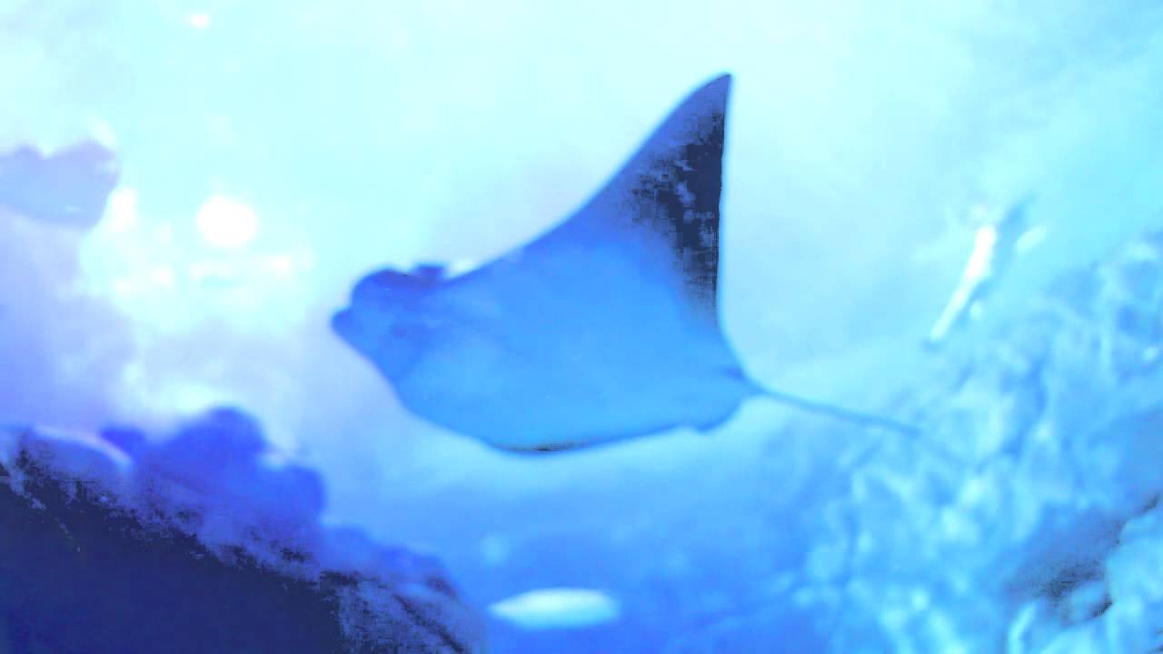 Danger Lagoon Ripley Aquarium Sharks Sting Rays And More