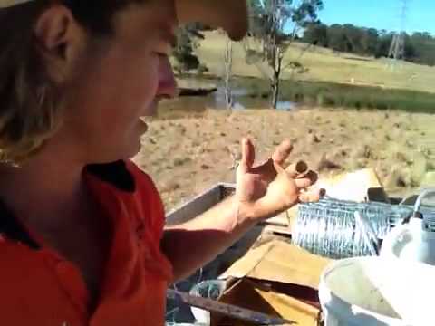 Farming Sheep in the middle of Sydney