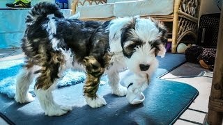 SOCK EATING PUPPY!