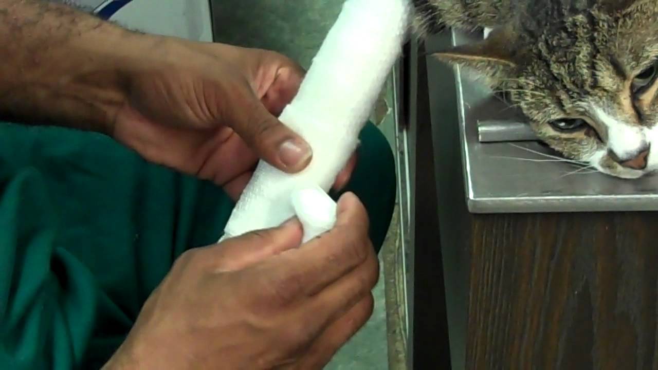 Splinting a cat's broken foot 3 YouTube