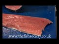How to Fillet A Wild Salmon