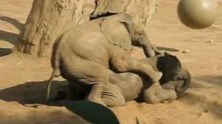 Baby Elephant Mating Gone Wrong - 05/08