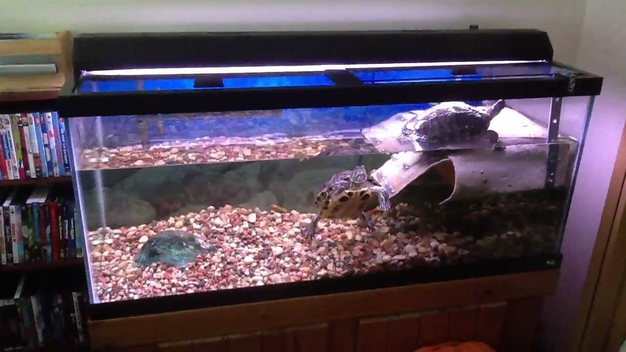 Red Eared Sliders in a 75 Gallon tank with Basking area - YouTube