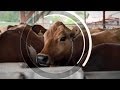 Des vaches