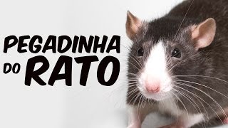 Pegadinha do rato