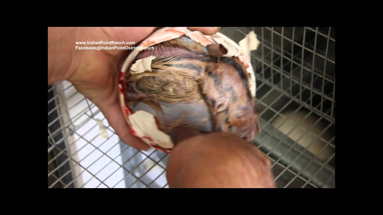 Ostrich Hatching - YouTube