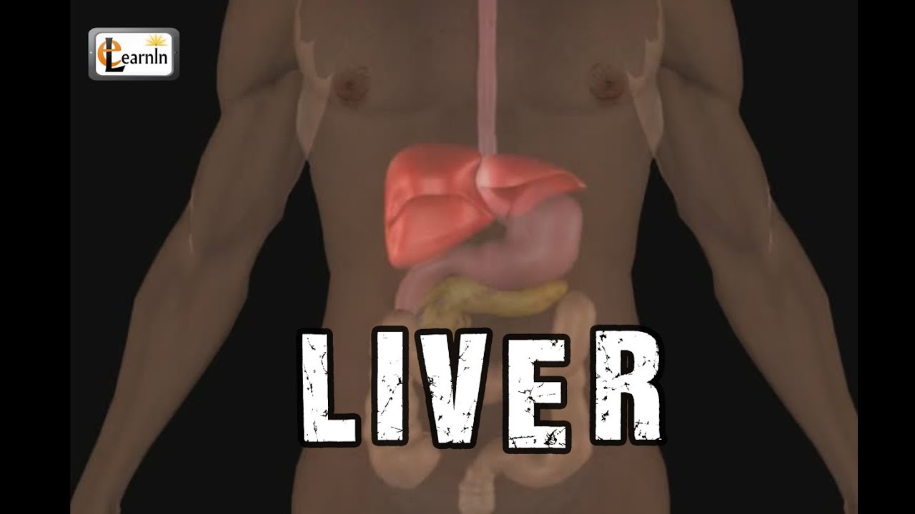 Liver anatomy and function | Human Anatomy and Physiology video 3D