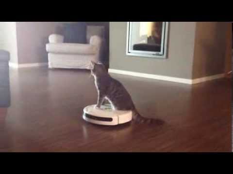 youtube roomba cat