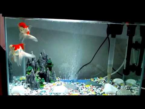 My Goldfish in 10 Gallon Tank. (Nora and Arnie) - YouTube