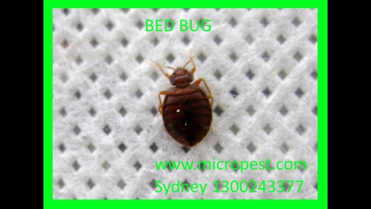 Bed bugs | Bed Bug Bites | How to find Bed Bugs ? - YouTube