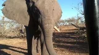 Elephant Tries to Scare Me Elephant Tries to Scare Me