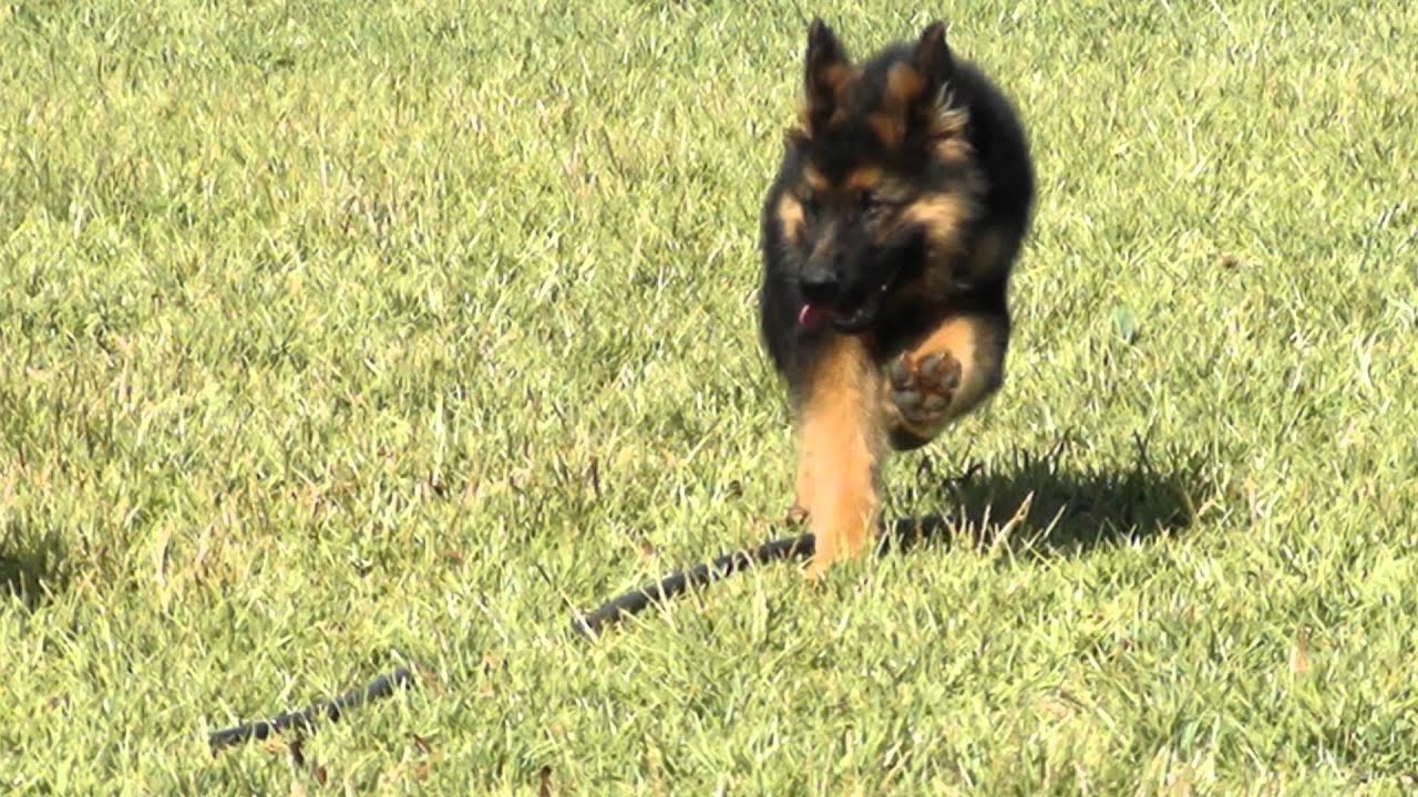 dressage chien berger alleman 2.wmv - YouTube dressage chien berger alleman 2.wmv - YouTube