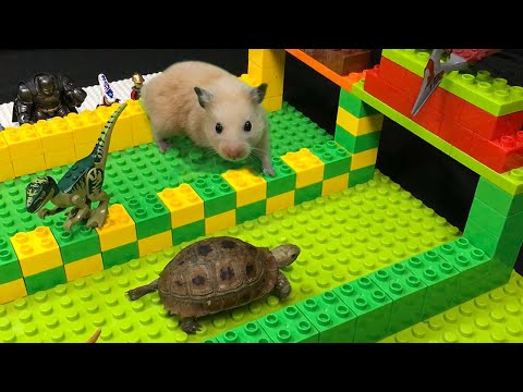 My Funny Pet Hamster vs Tortoise in Lego Hamster Race Obstacle Course