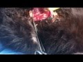 STERILISATION D'UNE CHATTE SOUS ANESTHESIE GENERALE