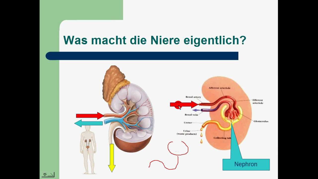 Niere und Harnsystem 1/3 - YouTube