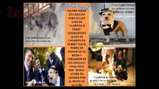 "Bono", de perro callejero a "rockstar"