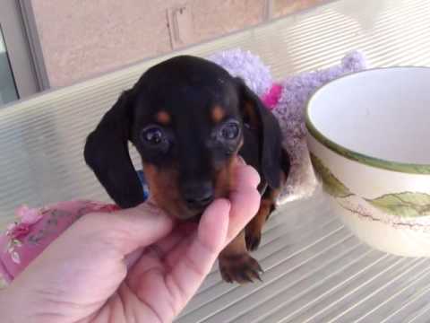 micro mini puppies tiny micro teacup pocket miniature daschund puppy quot andy quot micro mini puppies tiny micro teacup pocket miniature daschund puppy quot andy quot