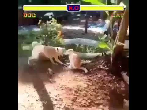 DOG VS CAT | STREET FIGHTING |FUNNY CLIP